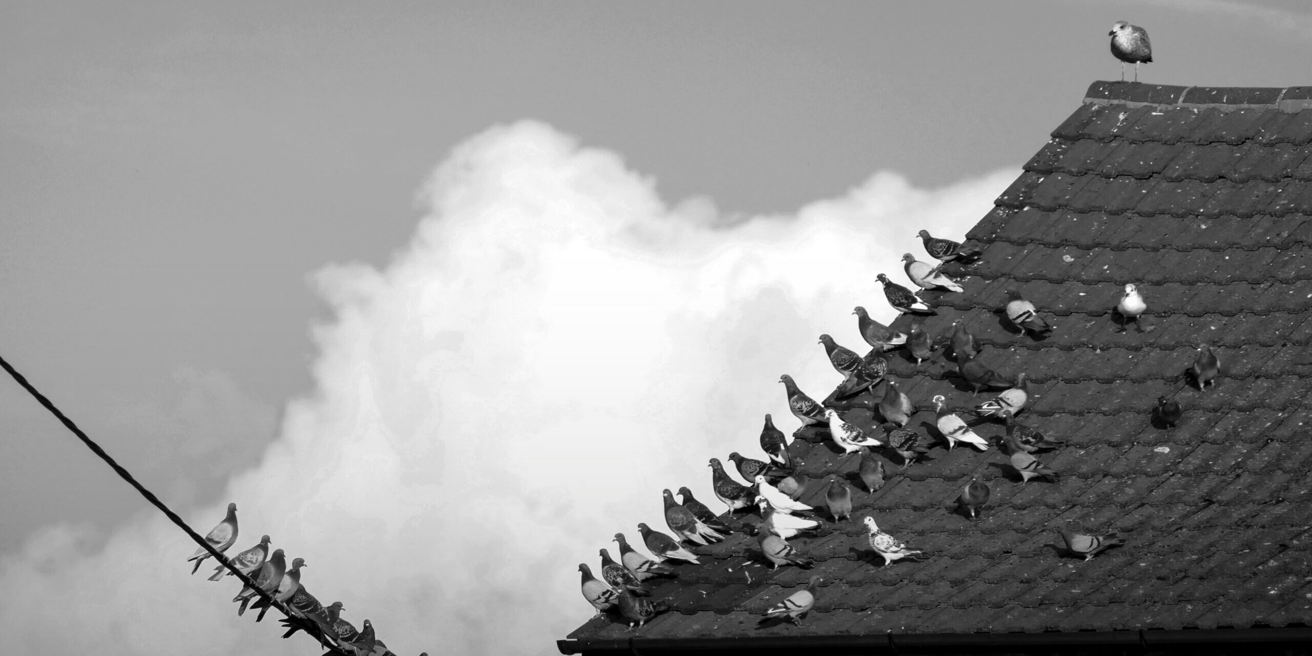 The pandemic assault on freedom of assembly in Poland – a case study